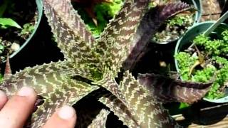 Orthophytum bromeliads explained [upl. by Settera767]