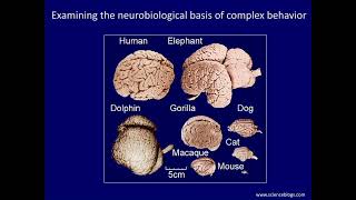 Investigating Neurobiology and New Treatments for Addiction Depression and Anxiety [upl. by Zap505]