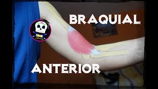 Braquial Anterior Anatomía [upl. by Anirbed321]