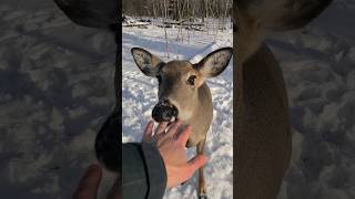 Deer Tries To Eat Me [upl. by Ribal]