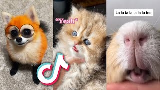 The CUTEST TikTok ANIMALS that will MAKE YOUR DAY [upl. by Palecek]