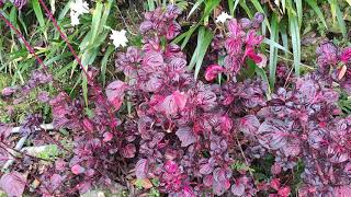 Herbsts Bloodleaf 圓葉洋莧 丸葉莧 イレシネ・ヘルブスティー Ирезина Хербста برگ‌خونی Iresine herbstii Hook [upl. by Nappy]