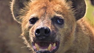 HairRaising Hyena Moments  BBC Earth [upl. by Lemej]