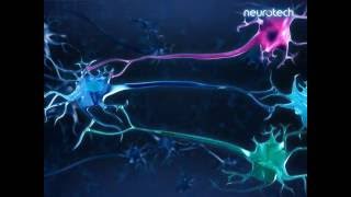 Basics 7 Regulation Nerve Cells [upl. by Donal]