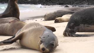 Santa Fe Island Wildlife Galapagos [upl. by Ultann908]