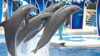 SeaWorlds Dolphin Show voted quotBest on YouTubequot [upl. by Sair]