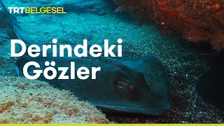 Derindeki Gözler Vatozların Dünyası  TRT Belgesel [upl. by Assirek]