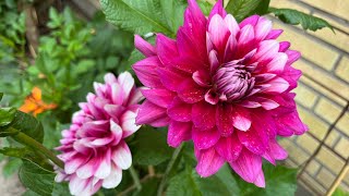 Dahlia year2 Update My Dahlias Garden In July 🌸🤩ดอกรักเร่เริ่มทยอยบานแล้วค่ะ [upl. by Freya963]