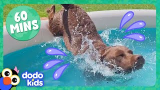 Splash Dogs Take Over The PoolAnd We Love It  Dodo Kids  1 Hour Of Animal Videos [upl. by Okechuku807]