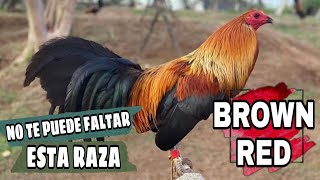 Conoce más sobre los gallos Brown Red [upl. by Niwred]