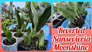 Reverted Sansevieria Moonshine Leaf Propagation  Bikolanahardinera sansevieriamoonshine [upl. by Vergos]