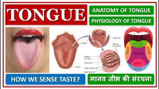 TONGUE ANATOMY AND PHYSIOLOGY STRUCTURE FUNCTION HOW WE SENSE TASTE मानव जीभ की संरचना कैसी हे [upl. by Anavahs]