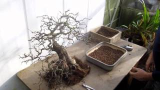 Changing the position of a Hawthorn Bonsai by repotting [upl. by Alon]