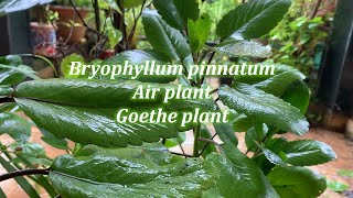 Bryophyllum pinnatum  Kalanchoe pinnata  Ranakalli General Care Guide Propagation Fertilization [upl. by Lotti17]