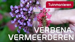 IJzerhard vermeerderen Hoe doe je dat  Tuinieren in de herfst  Tuinmanieren [upl. by Faubert]