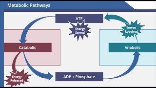 Metabolic Pathways [upl. by Ardnalahs633]