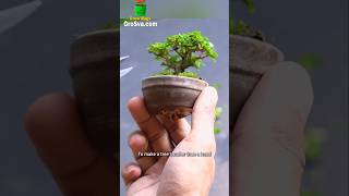 Made Mini Tree for My Garden  Bonsai Tree [upl. by Paddie782]