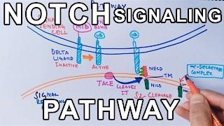 Mechanism of NOTCH SIGNALING PATHWAY [upl. by Namwob669]