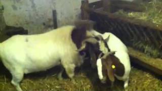 Making of Little boergoats burenziegen [upl. by Naot]