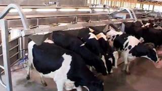 DeLaval EnDurance™ Herringbone Parlour  Canada  DeLaval Automated Milking Solutions  DeLaval [upl. by Lateh]