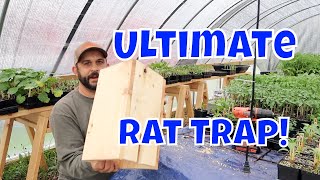 No More Rats Easy Homemade Rat Trap [upl. by Ynnoj]