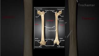 femur anatomyfemur osteologyx ray pelvicintertrochanteric fracture of femurzone of femur [upl. by Benenson144]