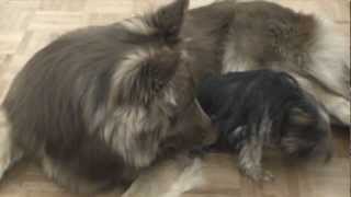 Big German Shepherd Playing With Tiny Yorkie [upl. by Power]