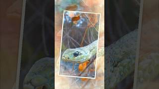 Boomslang snake most Venomous Snakes In The world  boomslang snakes [upl. by Olcott]