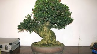 Buxus sempervirens Bonsai Tree [upl. by Shaer162]