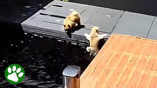 Dog falls into pool but his friend comes to help [upl. by Gaige228]