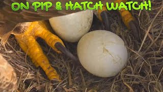 SWFL Eagles On PIP amp HATCH WATCH Good Luck 🐣🍀 122923 [upl. by Newra]