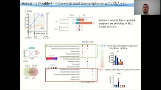 Striatal Procedural MemoryInduced Transcriptome by Rafael AlcaláVida  EHDN2021 Day 3 [upl. by Nidla]