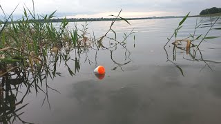 Pescaria Raiz na piracema usando lambari vivo de isca os Brutos não resiste Rio marinheiro [upl. by Asenab]