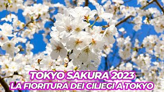 LA FIORITURA DEI CILIEGI A TOKYO  HANAMI 2023 [upl. by Illyes]