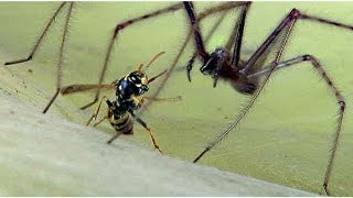 Attaque Araignée tégénaire contre une guèpe wasp battle wih a large spider  macro [upl. by Ianthe]