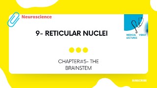 Reticular nuclei  CHAPTER5 THE BRAINSTEM [upl. by Neemsaj]