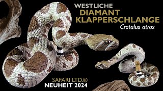 Safari Ltd ® Westliche Diamant Klapperschlange  Crotalus atrix  Western Diamondback Rattlesnake [upl. by Ibib]