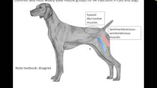 Clinical Applications Musculature VETERINARY TECHNICIAN EDUCATION VIDEOS [upl. by Giza]