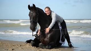 Dressurausbildung und Vertrauenstraining am Strand [upl. by Attikram]