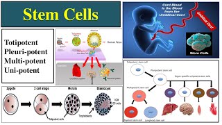 Stem Cells  Types of Stem Cells  Totipotent  Pluripotent  Importance of Stem Cells  Multipotent [upl. by Notneuq]