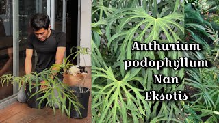 Anthurium podophyllum yang eksotis [upl. by Adela]