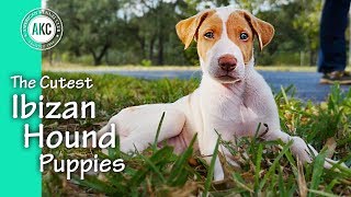 The Cutest Ibizan Hound Puppies [upl. by Yssirk]