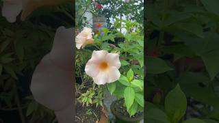 Allamanda Flower Plant Care Grow Stunning Yellow Blooms shorts youtubeshorts garden flowers [upl. by Lehrer]