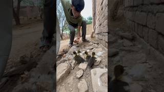 Ducks kay cute babies aa gay shorts [upl. by Aimaj]