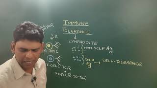 Immune Tolerance Part15 [upl. by Alehcim984]