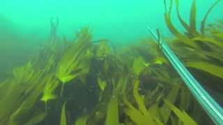 Spearfishing in Brittany  Geoffrey Geyer  Seac Spearo Team France [upl. by Kreiker856]