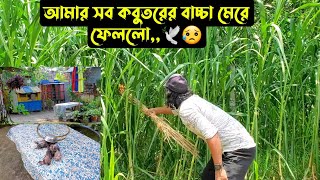 আমার সব কবুতরের বাচ্চা মেরে ফেললো🕊😥 [upl. by Gibbeon]