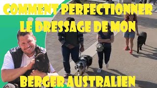 COMMENT PERFECTIONNER L EDUCATION DE MON BERGER AUSTRALIEN [upl. by Popper]