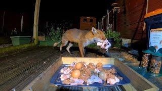 🦊Foxes main course and 2nd helpings🥰 [upl. by Swanhilda]