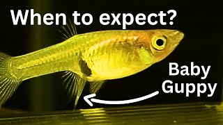 How to tell when Guppy will give birth 4 signs of Endler Guppies birth [upl. by Dhiman]